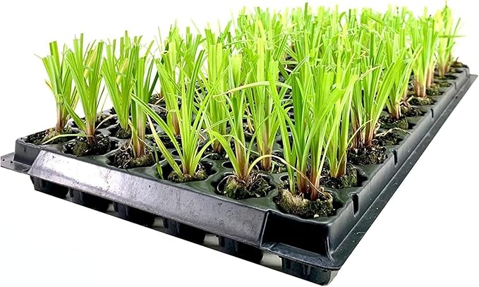 Dwarf Papyrus Plant | 10 Live Plants | Cyperus Shade & Wet Tolerant Aquatic Foliage
