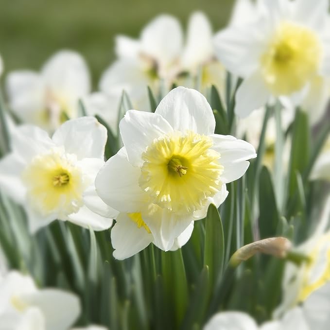 White Lion Daffodil Flowers- 10 Bulbs - Large Narcissus Blooms Crisp White Petals and Ruffled, Bi-Colored Yellow Centers - Spring Blooming Easy Growing Garden Perennials | Attracts Bees & Butterflies