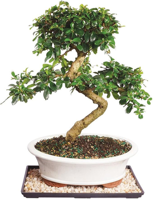 Brussel's Bonsai Live Fukien Tea Bonsai Tree - Large, 14 Year, 14 to 20 inches Tall - Indoor Bonsai Tree Live with Ceramic Bonsai Pot and Bonsai Tray