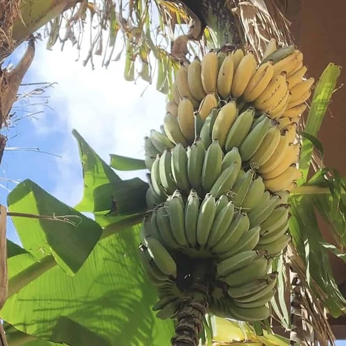 Thai Banana Tree Live Plant, Cold Hardy Banana Plant Live, Tropical Banana Fruit Seedling, Well Rooted 4-8 Inch Tall
