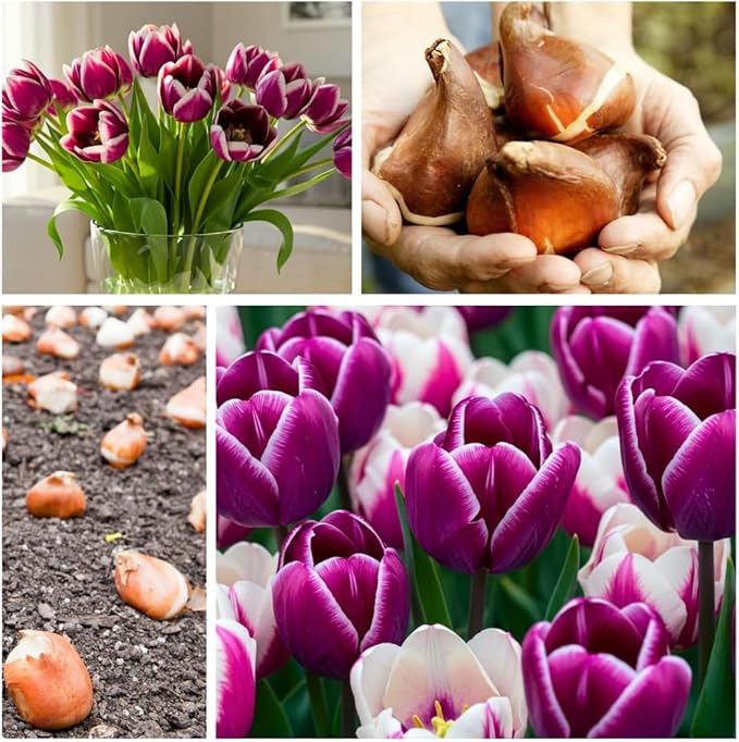Purple and White Tulip Bulbs for Planting - Purple Flaming Flag Tulips, Perennial Blooms for Landscape Garden or Container Growing (50 Bulbs)