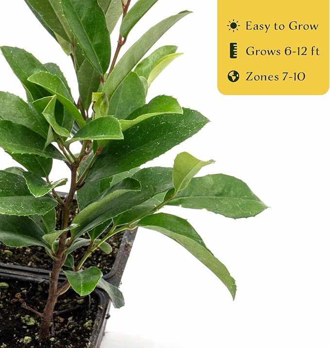 2 Dwarf Carolina Cherry Laurel in 3.5” Nursery Cubes (Prunus caroliniana ‘Compacta’) | Evergreen Shrub for Privacy Hedges, Screens, and Ornamental Landscaping | Ready-to-Plant Live Starter Plants