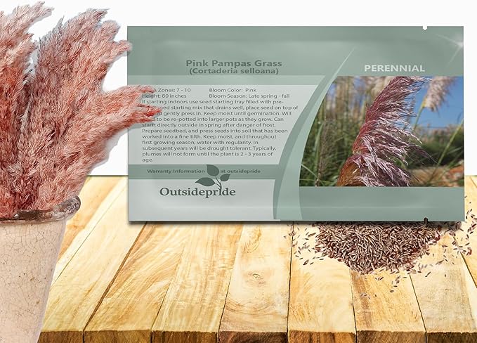 Outsidepride Pink Pampas Grass Seeds – 1,000 Pcs. Perennial, Drought-Tolerant Ornamental Grass for Large Garden Borders, Privacy Landscaping, Xeriscaping, and Low-Maintenance Outdoor Spaces