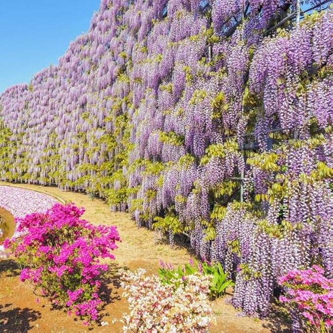 Wisteria Live Plant Seedling Tree in Pot, Dormant, Well-Rooted, 6-12" in Tall, Cold Hardy, Purple Blue Wistera