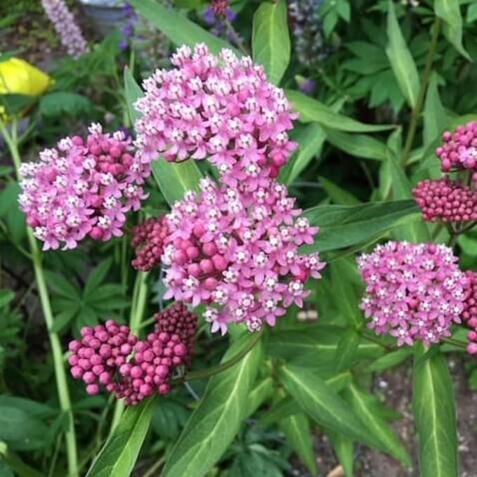 2 Milkweed Plants Live, Live Milkweed Plants, Asclepias Tuberosa Plant, 5 to 8 Inc Tall, Outdoors Gardening (Pink)