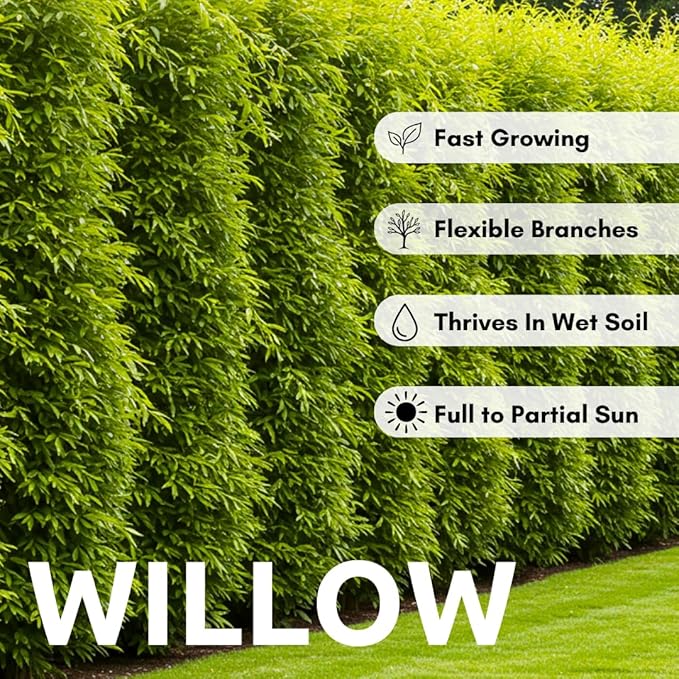 50 Hybrid Willow Tree Cuttings to Grow - Fastest Growing Tree in The World - Fast Privacy Hedge, Shade Trees - Grow Aussie Willow Trees