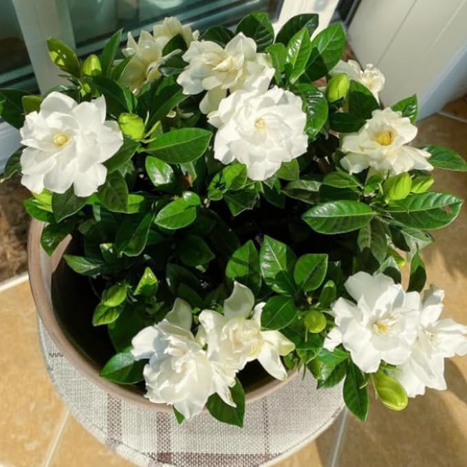 Cape Jasmine Plant Live, Frostproof Jasmine Live Plants, Gardenia Plant Live Climbing Vine No Pot Indoor Outdoor Fragrant Flower Garden Planting