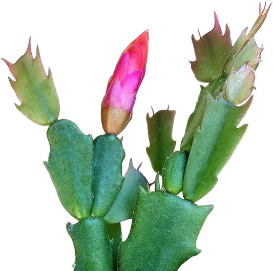 Christmas Cactus Thanksgiving Cactus (2 inch + Plastic Pot) - Red/Pink/White Zygocactus - Holiday Decorating with Cacti and Succulents - Christmas Gift Ideas 2025