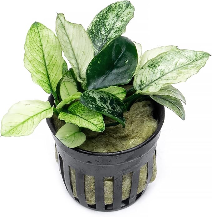 SubstrateSource Anubias Live Aquarium Plants - Potted Freshwater Plant for Fish Tanks, Terrariums - Beginner Friendly Low Light (Nana Pinto, 1 Pot)
