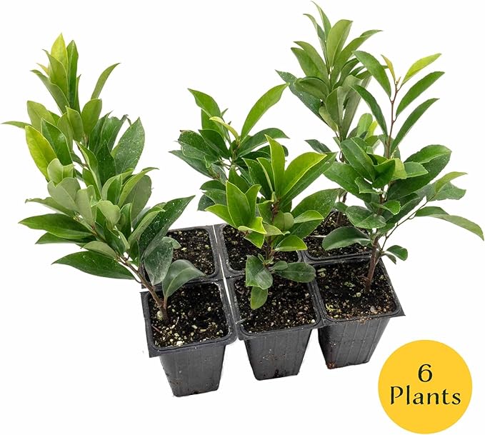 6 Dwarf Carolina Cherry Laurel in 3.5” Nursery Cubes (Prunus caroliniana ‘Compacta’) | Evergreen Shrub for Privacy Hedges, Screens, and Ornamental Landscaping | Ready-to-Plant Live Starter Plants