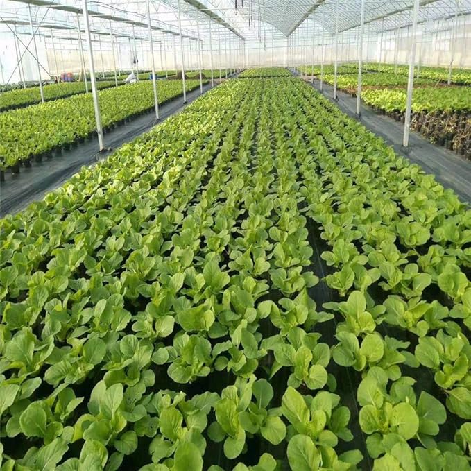 Agfabric 5x100ft Landsacpe Ground Cover Heavy Duty PP Woven Weed Barrier,Soil Erosion Control and UV stabilized, Plastic Mulch Weed Block