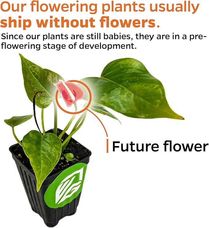 Big Red Bird Bird's Nest - Anthurium by Wellspring Gardens - Live Starter Plant - Live Indoor/Outdoor Plant, Ideal Air Purifying Plant for Home or Office, Great for Indoor & Outdoor Gardening
