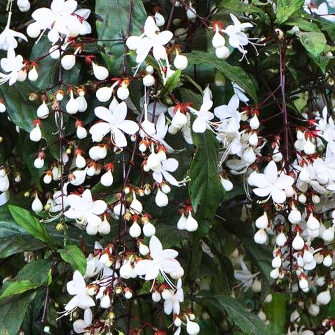 1 Clerodendrum Wallichii Plant Smithianum - Light Bulb White Chain of Glory Clerodendrum Live Plant - 4-9 Inc Tall - Great for Beautifying Indoor and Outdoor Spaces