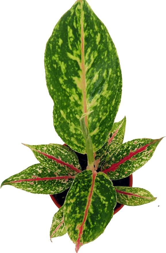 Night Sparkle Chinese Evergreen Plant - Aglaonema - 4" Pot - Collector's Series