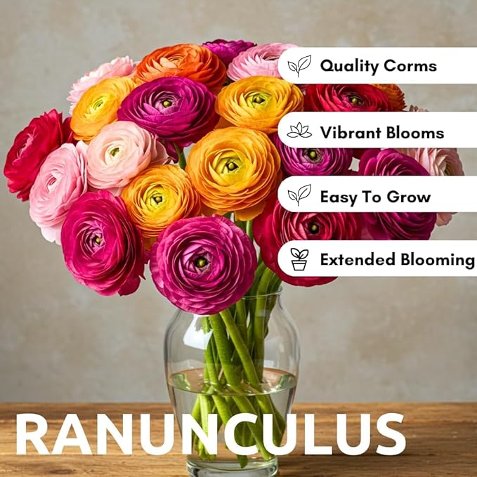 Ranunculus Mix Color Bulbs for Planting (10 Bulbs)
