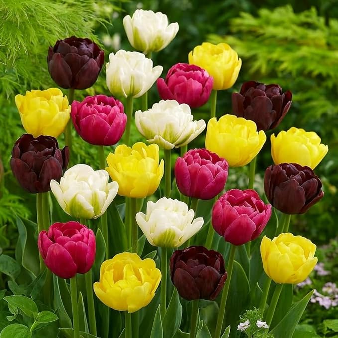 Double Tulip Mix – 10 Bulbs of Lush, Peony-Like Spring Blooms