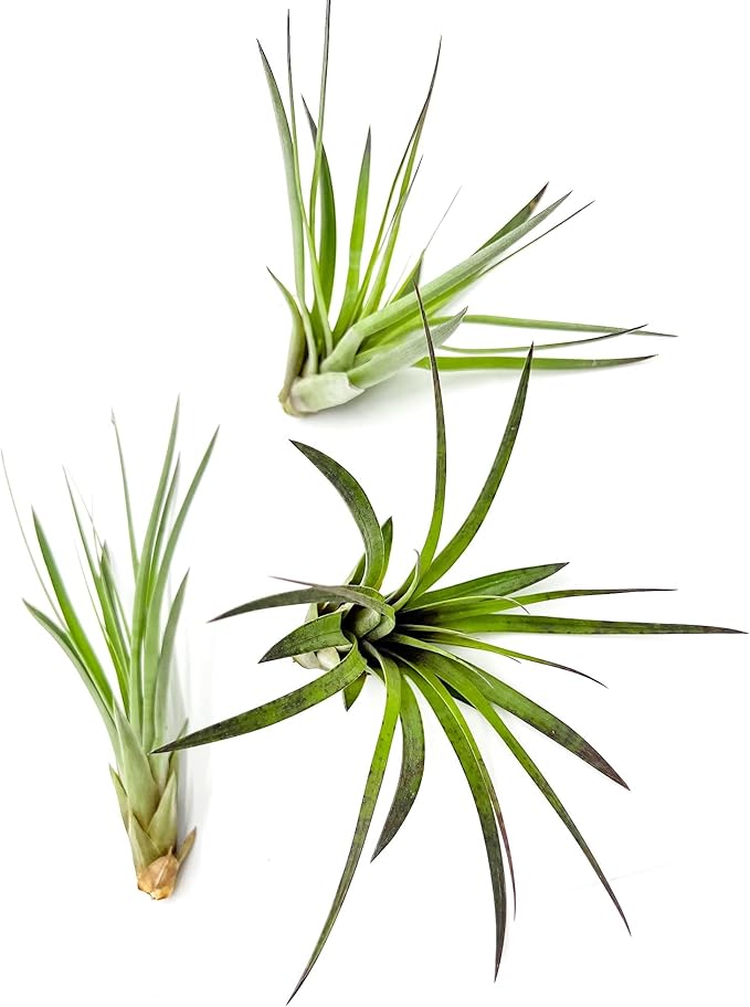 ragnaroc Air Plants - Tillandsia Fasciculata Tricolor, Large 4-6" - 3ct - Live Arrival Guaranteed - House Plants for Home Decor & Gift