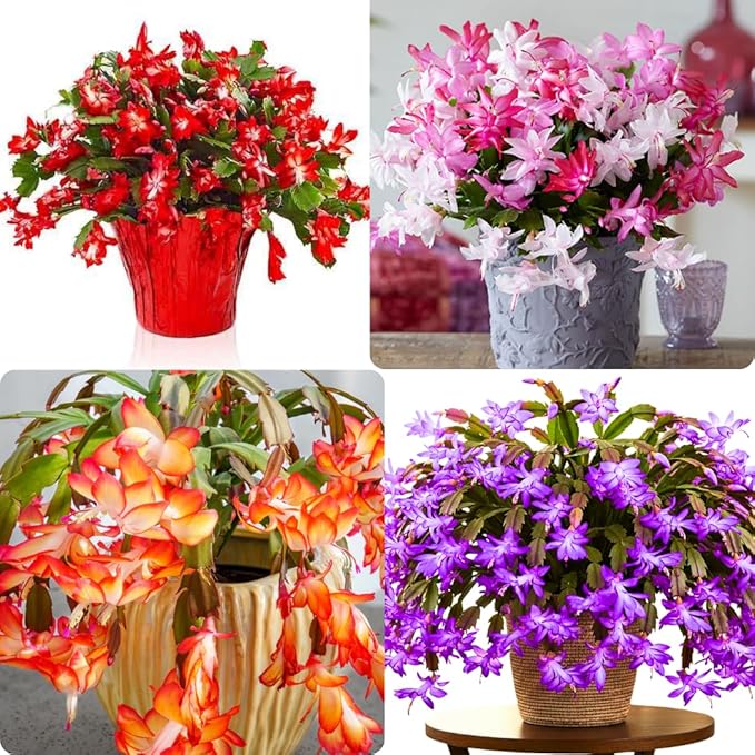 4 Mixed Christmas Cactus Plants Live Starter Size, Bloom in Winter, False Thanksgiving Cactus Plants Like, Cold Hardy, 5-9" in Tall, No Pot, Assorted Colors