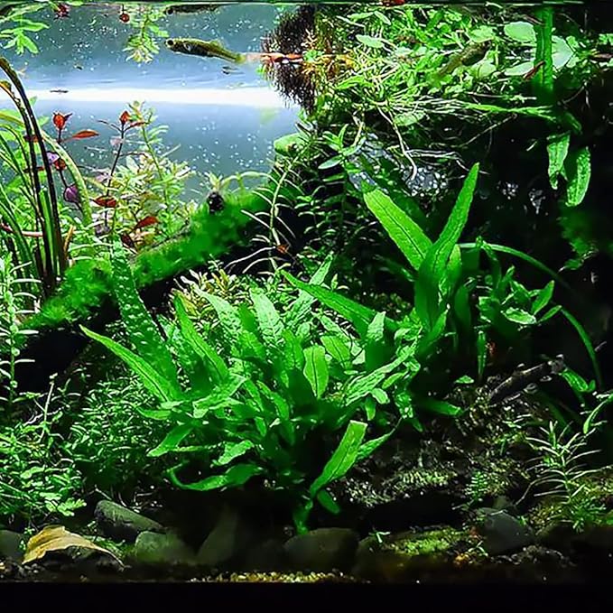 SubstrateSource Java Fern Live Aquarium Plants - Potted Freshwater Plant for Fish Tanks - Beginner Friendly, Low Light (Java Fern, 5 Pots)