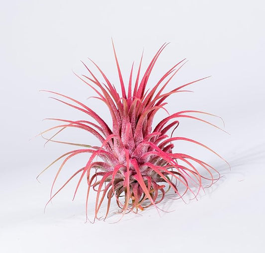 Air Plants - Tillandsia Ionantha - Organically Enhanced Color - Live Arrival Guaranteed - House Plants for Home Decor & Gift (Coral Glow 1pk)