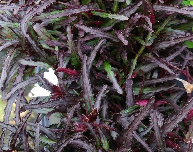 Dragon's Tongue Plant - Hemigraphis - Terrarium/FairyGarden/Houseplant- 2.5" Pot