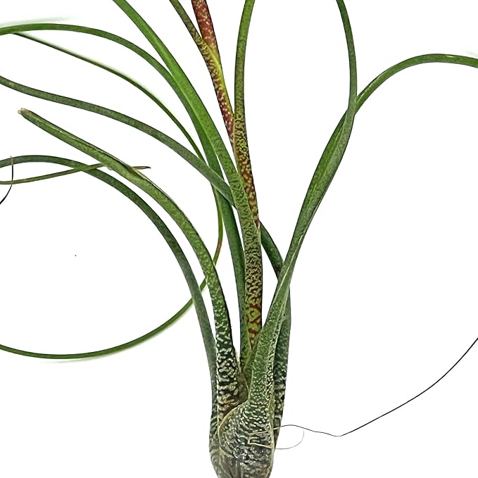 ragnaroc Live Air Plants - Tillandsia Butzii, Jumbo 7-9" - 5ct - Live Arrival Guaranteed - House Plants for Home Decor & Gift
