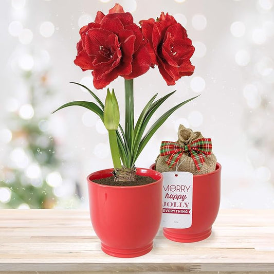Garden State Bulb Red Double Amaryllis Bulb Gift Kit, 26/28cm, Decorative Planter (Red Ceramic)