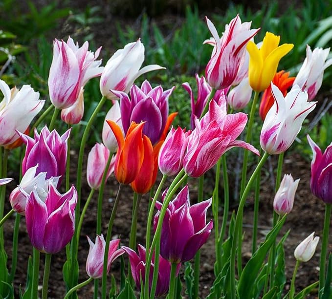 10 Triumph Tulip Bulbs for Fall Planting Mixed Perennial Flower Large Size Tulip Bulbs Changing Colors Mixture Size 12+ (Clusiana)