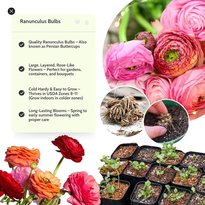 Ranunculus Bulbs for Planting, 25 Aviv Pink Ranunculus Bulbs for Fall Planting, French Peony Ranunculus Corms Bulk Ranunculus Flowers Buttercups, Butterfly Ranunculus Bulbs to Grow