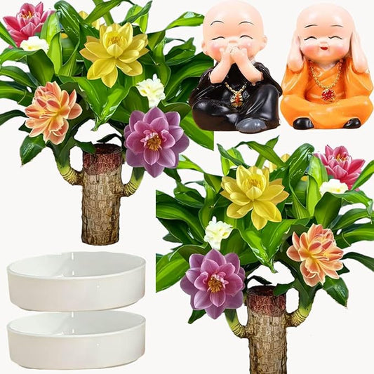Brazilian Lucky Wood Plant for Home & Office Decor, Brazilian Wood Houseplant Kit Lucky Plants for Good Luck in The Home, Natural Air Cleaner for Bedroom (Black+Yellow)