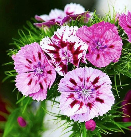 Sweet William Flower Seeds, 100 Count COOL BEANS N SPROUTS Brand. Non-GMO. Home Gardening.