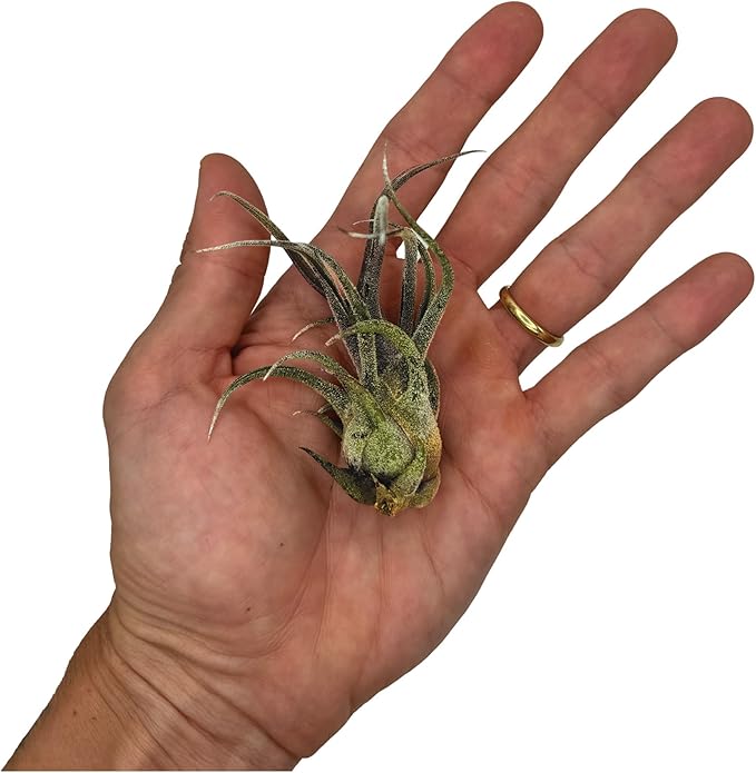 ragnaroc Air Plants - Tillandsia Pruinosa, Large 3-5" - 1ct - Live Arrival Guaranteed - House Plants for Home Decor & Gift