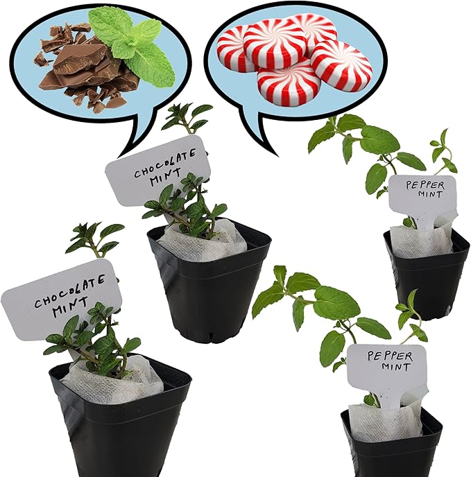 Generic Chocolate mint, Peppermint plants. Live, Fragrant, Fresh, Edible. Easy Grow. Indoor/Outdoor. (Choc+Pepper : 4 Mint Cups), chocolate+peppermint