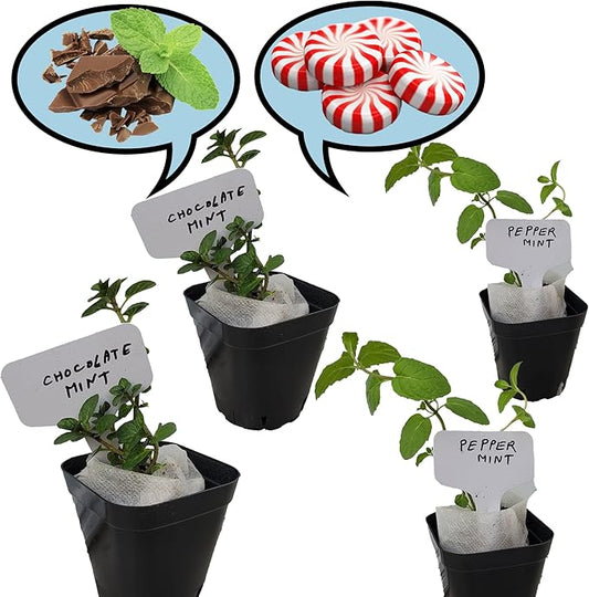 Generic Chocolate mint, Peppermint plants. Live, Fragrant, Fresh, Edible. Easy Grow. Indoor/Outdoor. (Choc+Pepper : 4 Mint Cups), chocolate+peppermint