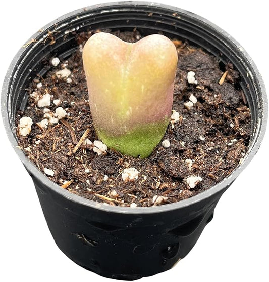 Sprout N Green Conophytum maughanii, Rare Lithops Living Stone Plant Fully Rooted in 2" Pot, Cute Potted Succulents Houseplant Pebble Plant, Great for Terrarium Arrangement, DIY Project, Office Décor