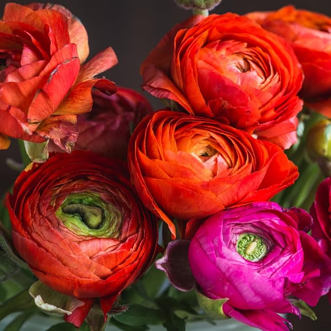 25 Ranunculus Bulbs for Fall Planting, Perennial Flowers Bulbs for Gardens, Vibrant Peony Buttercup Corms for Outdoor Borders (Red Ranunculus)