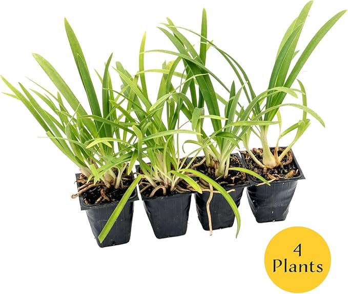 4 Frederick Street Park Agapanthus in 2.5” Nursery Cubes (Agapanthus ‘Frederick Street Park’) | Compact Semi-Evergreen Perennial for Borders, Containers, and Pollinator Gardens | Ready-to-Plant