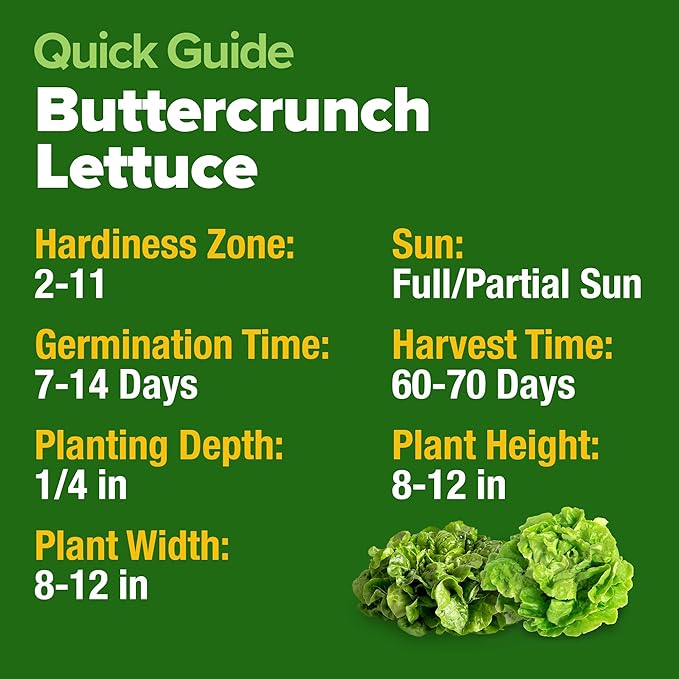 HOME GROWN Buttercrunch Lettuce Seeds Bulk Pack - 1975 Heirloom Seeds for Hydroponic Garden Indoor Outdoor - Butter Lettuce Vegetable for Planting (Lactuca Sativa)