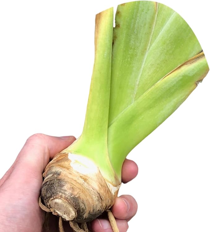 Easy to Grow Bearded Iris Earl of Essex - 9 Plant Bulbs Rhizomes, Light Purple & White Flowers in Spring to Fall, Full Sun Low Maintenance