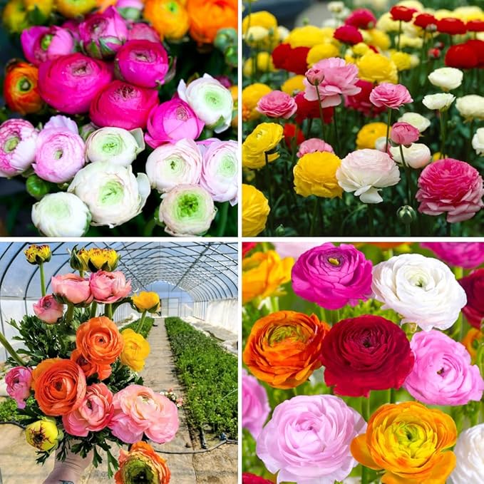 30 Ranunculus Bulbs for Fall Planting, Butterfly Ranunculus Corms, Peony Ranunculus Flower Bulbs for Garden, Vibrant Blooms in Spring (Mixed Ranunculus)