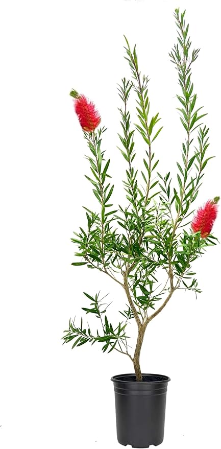 Bottlebrush Red Cluster | 10 Live 4 Inch Plants | Callistemon | Drought Tolerant Shrub, Evergreen Foliage, Vibrant Red Blooms, Low Maintenance Plant, Attracts Hummingbirds, Landscaping