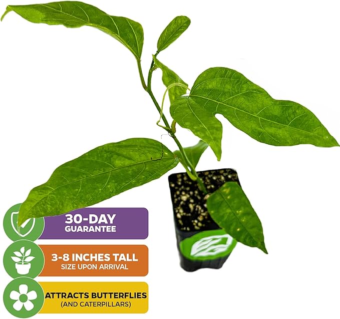 Purple Possum Passion Fruit Vine Live Plant – Passiflora edulis by Wellspring Gardens – Sweet, Aromatic Fruit – Fast-Growing & Self-Pollinating – Great for Fences, Trellises & Containers (2-Pack)