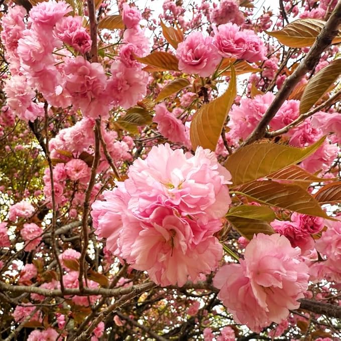 Cherry Blossom Tree, Double Pink Cherry Tree Live Plant, 6-12 Inch Tall in 2.5 Inch Pot, Dormant in Winter