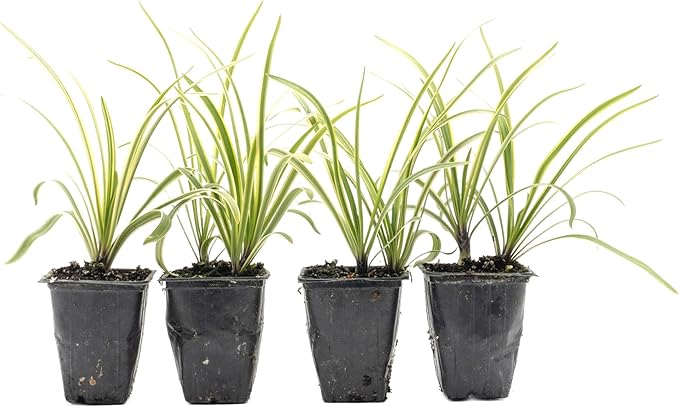 4 Pacific Grove Agapanthus in 3.5” Nursery Cubes (Agapanthus ‘Pacific Grove’) | Variegated Evergreen Perennial for Borders, Beds & Containers | Ready-to-Plant Live Starter Plants