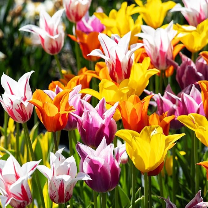 Tulipa Fringed Mixture Tulip Bulbs Size 11/12 for Planting - Plant in Fall, Winter or Early Spring (Lily Flowering Mixture, 15, Count)