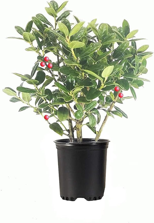 Burfordi Holly | 1 Quart Size Plant | Ilex Cornuta | Fast Growing Evergreen Shrubs, Privacy Hedge Plants, Dark Green Foliage, Low Maintenance Landscaping, Ideal for Hedges and Borders