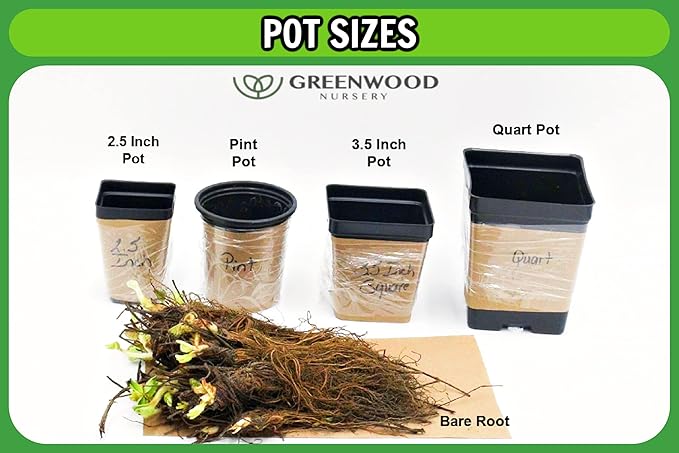 Greenwood Nursery: Live Perennial Plants - Vera Lavender + Lavandula Angustifolia - [Qty: 3X Pint Pots] - (Click for Other Available Plants/Quantities)