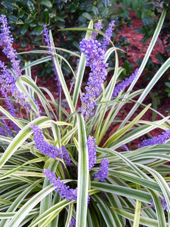 Variegated Liriope | 40 Live Plants | Liriope Muscari Variegata | Ornamental Ground Cover Plants | Evergreen Foliage