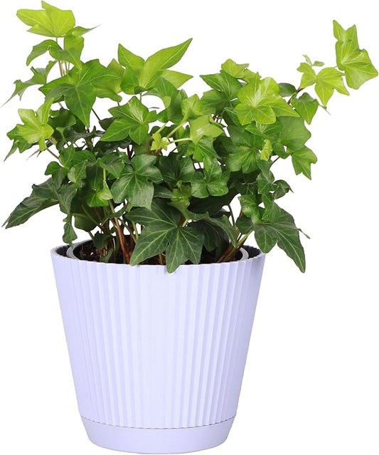 Thorsen's Greenhouse Live Green English Ivy Plant, Hedera Helix, Natural Air Purifier, Easy to Grow, Live Indoor Houseplant, 4" Diameter Pot (Lavender)