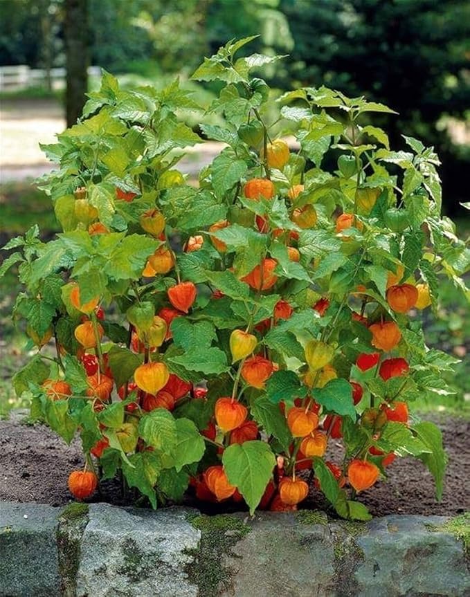 Seeds Cape Gooseberry Peruvian Groundcherry - Orange Physalis - Heirloom Fruit - GMO Free